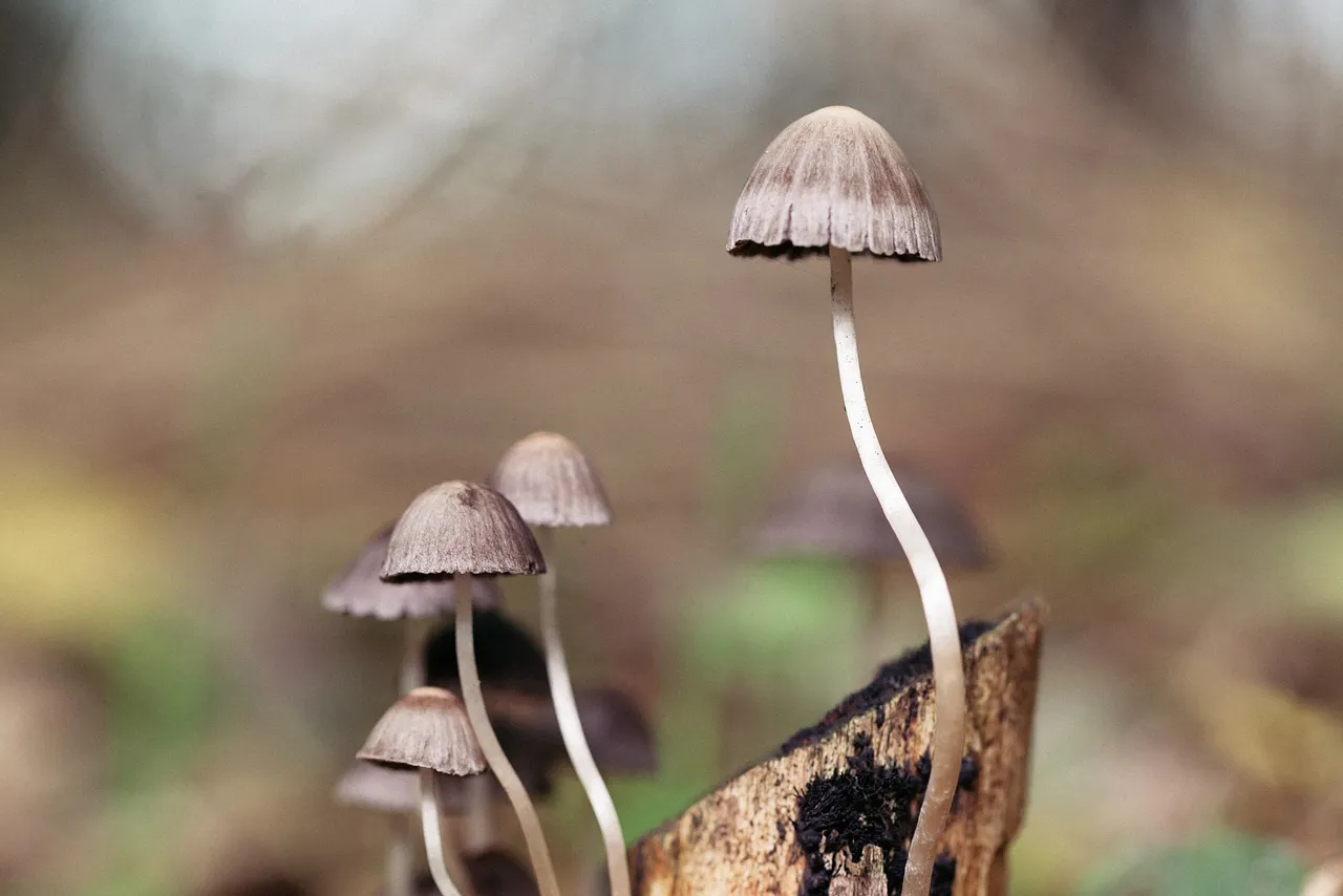 mushroom 1287425 1920 pixabay