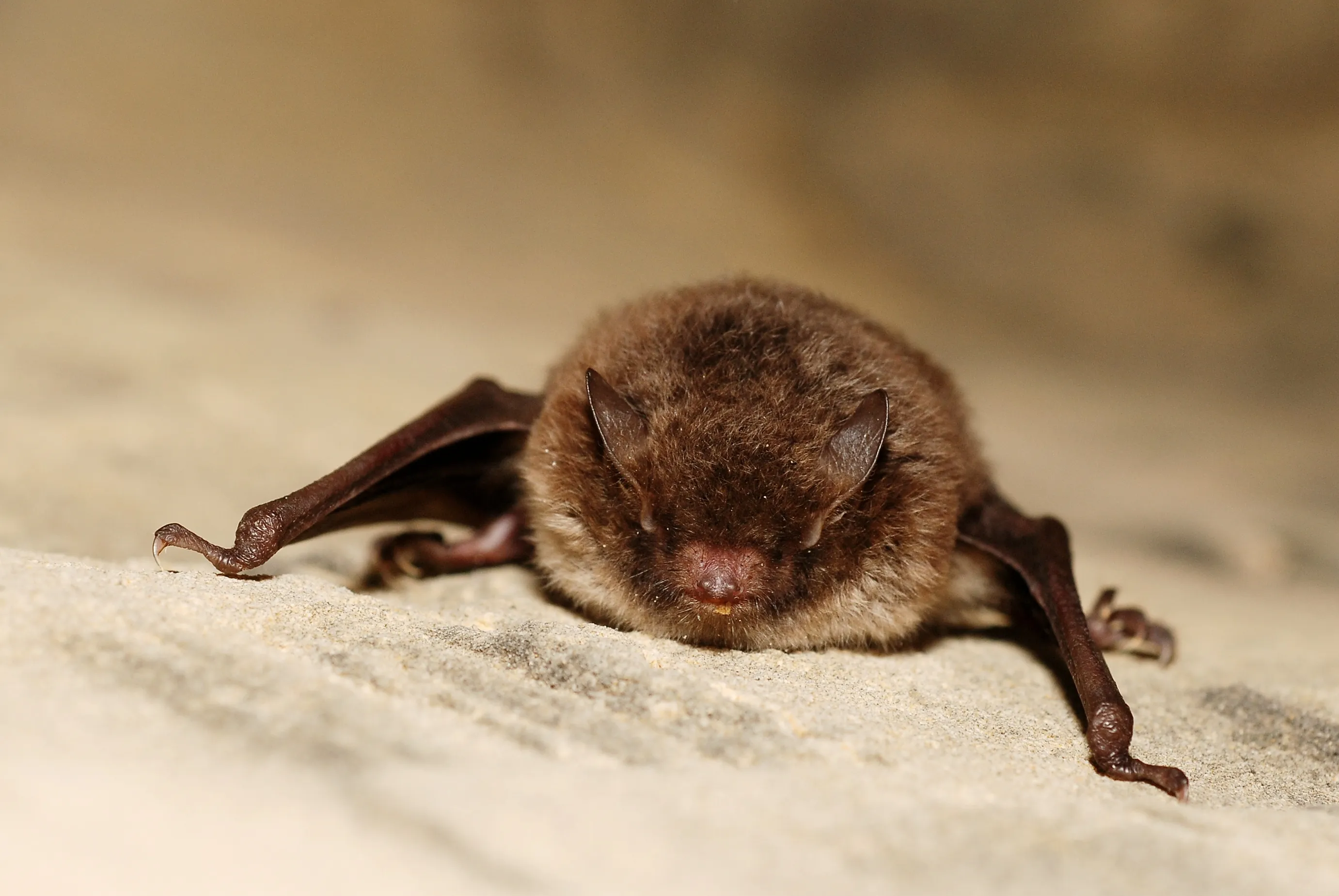 myotis daubentoni01