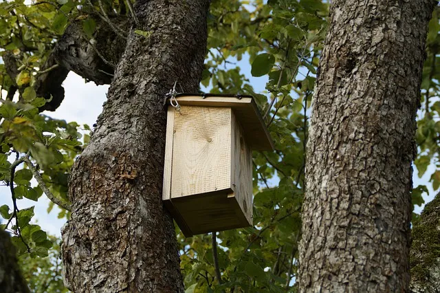nesting box 190828 640