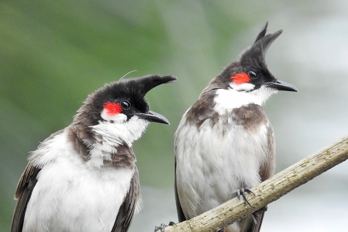 pair of red whiskerd bulbul pycnonotus jocosus 3 roodoorbuulbuul wiki