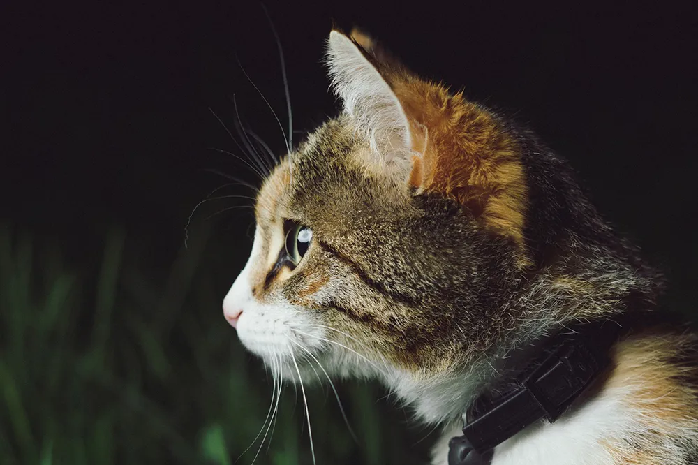 photo 1491833485966 73cfb9ccea53