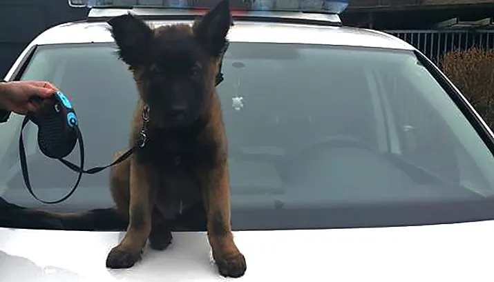 pup