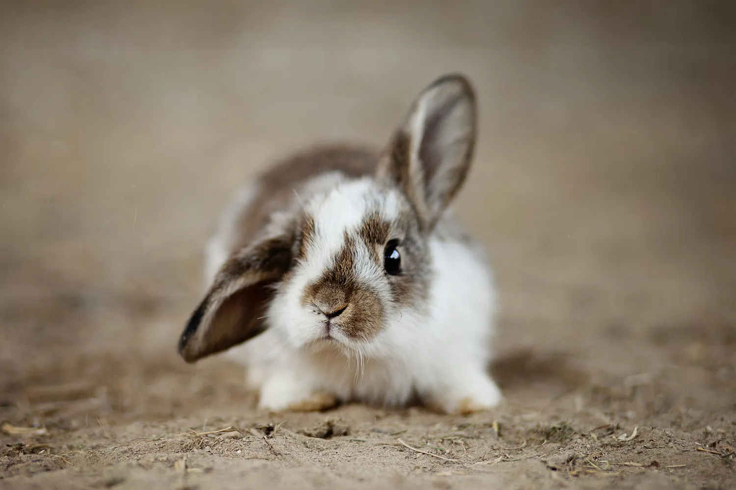 rabbits 4890861 1920