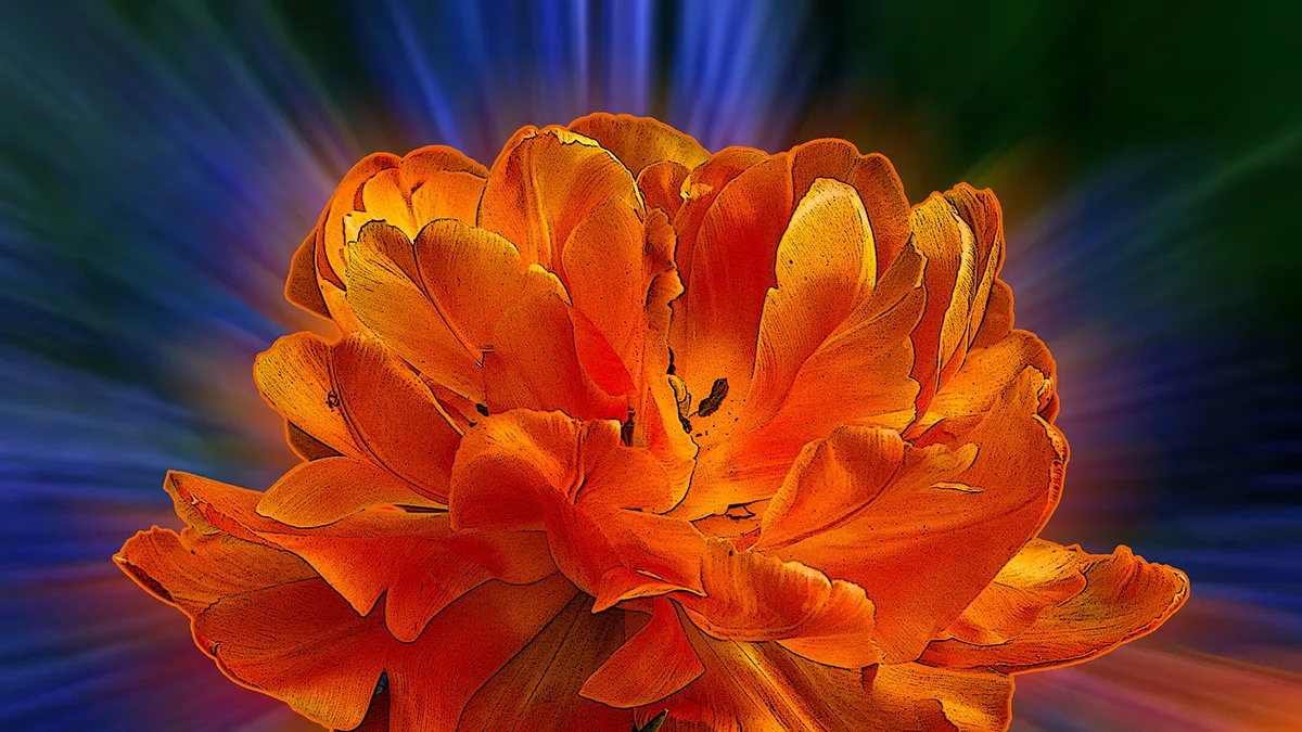 rodetulpnelvanmeurs banner