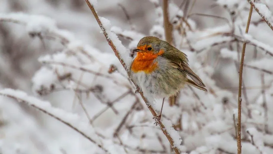 roodborstje1 915x518 1