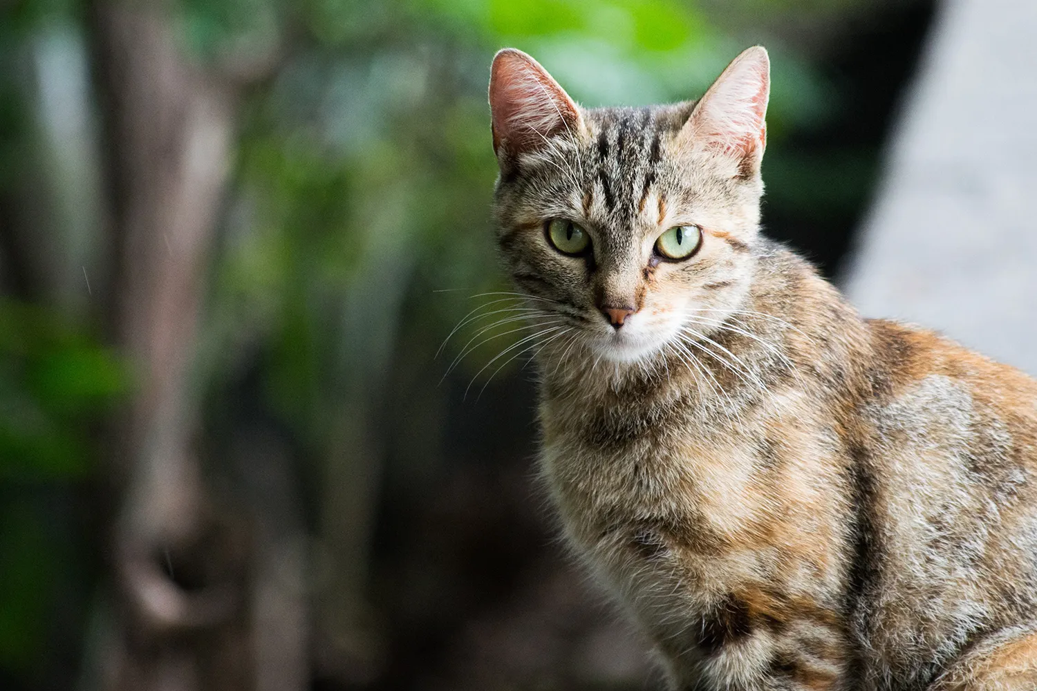 rotiv artic fll6q29icca unsplash