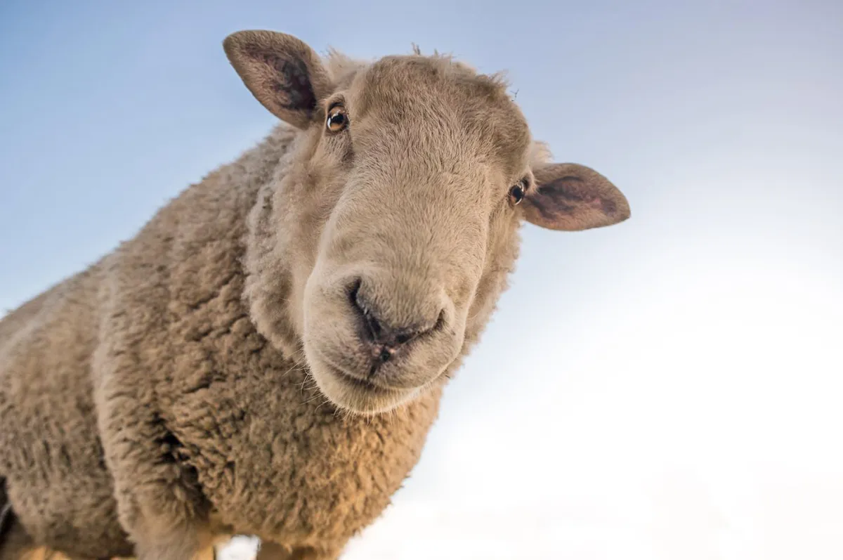 schaap