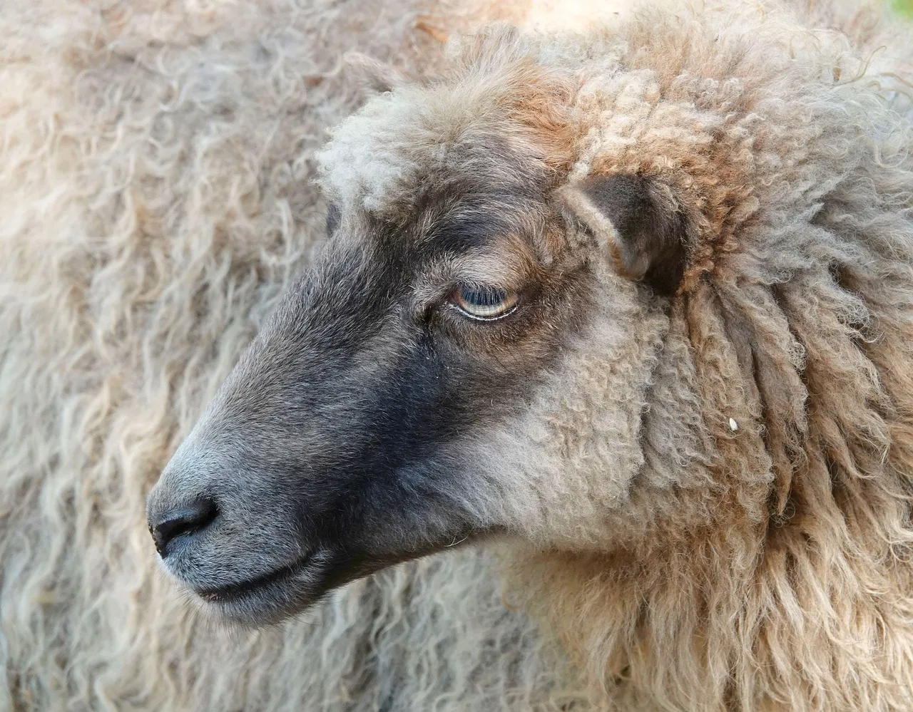 sheep head 3743000 1280