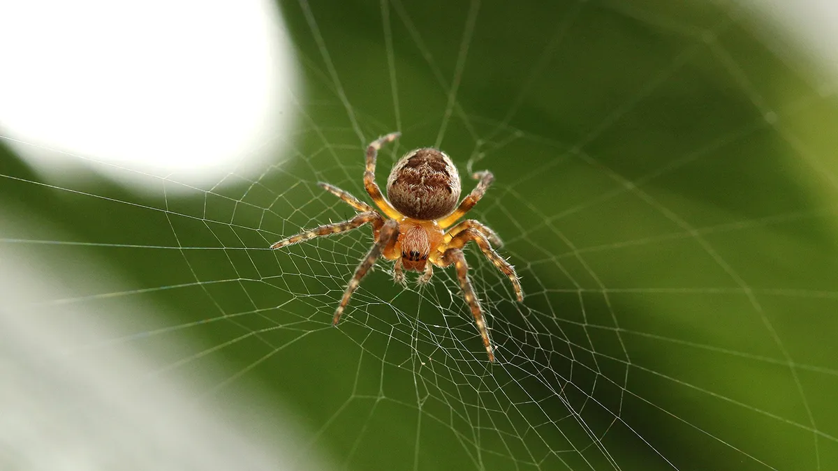 spider 918485 1920 pixa