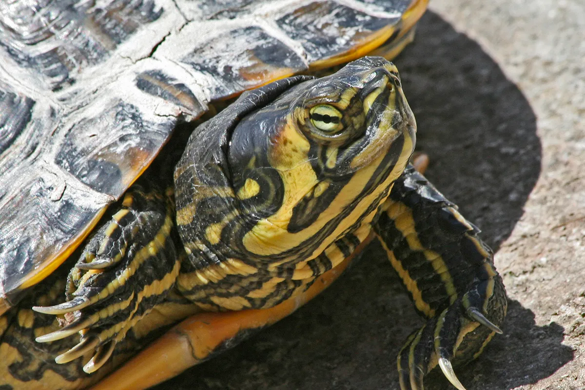 trachemys scripta head wiki