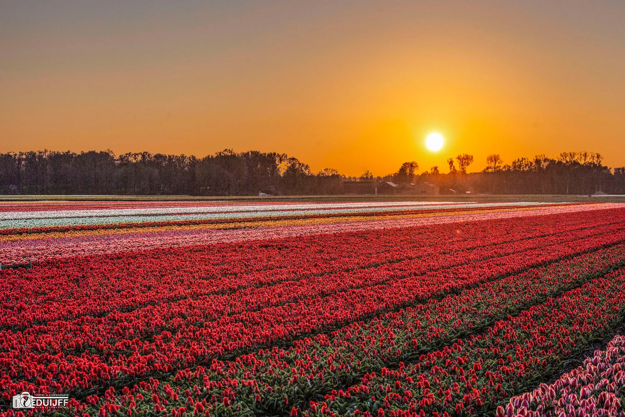 tulips5