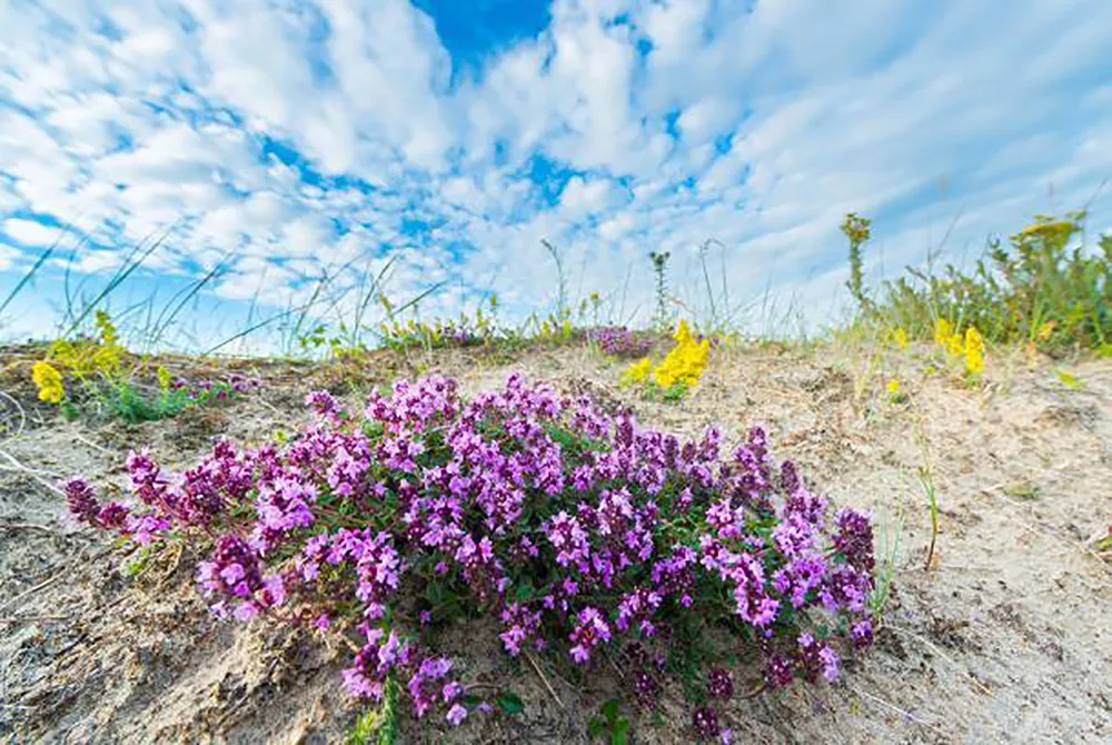 wilde tijm door nico van kappel2