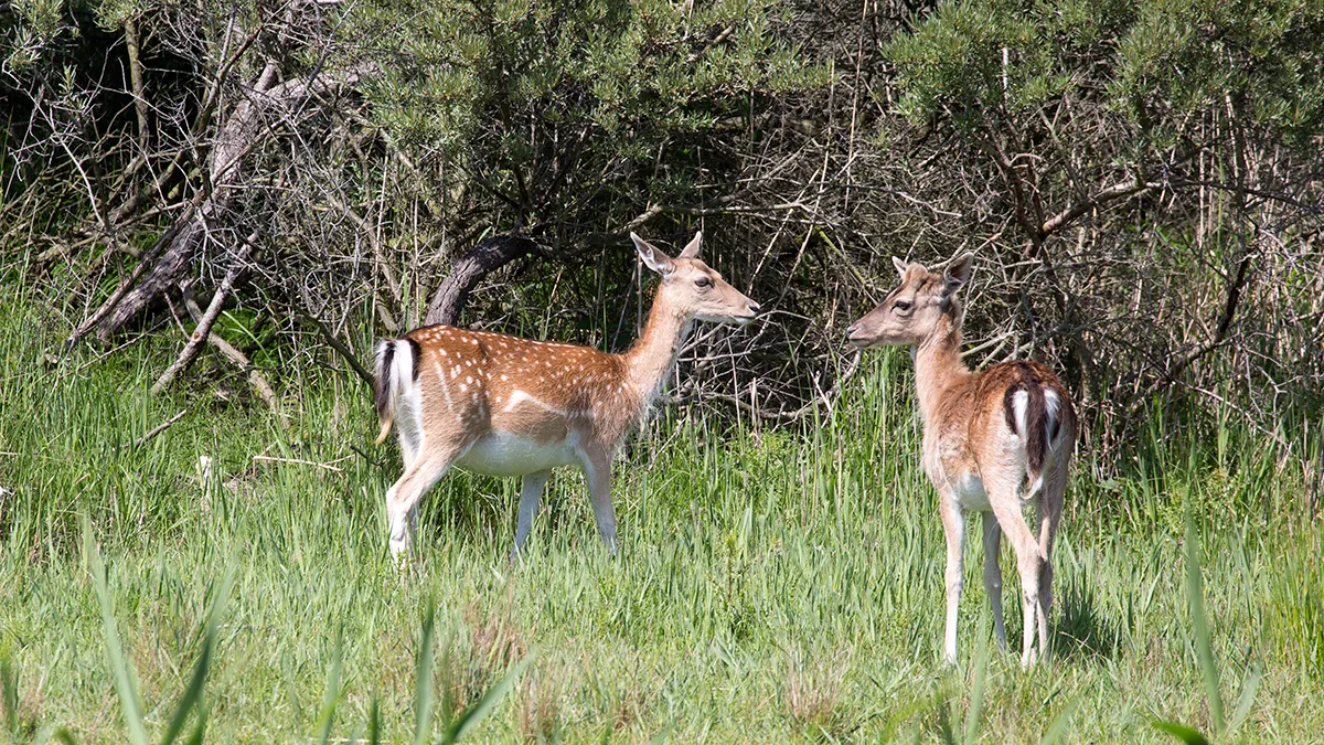 wim meijer fotografie 5i5a8783
