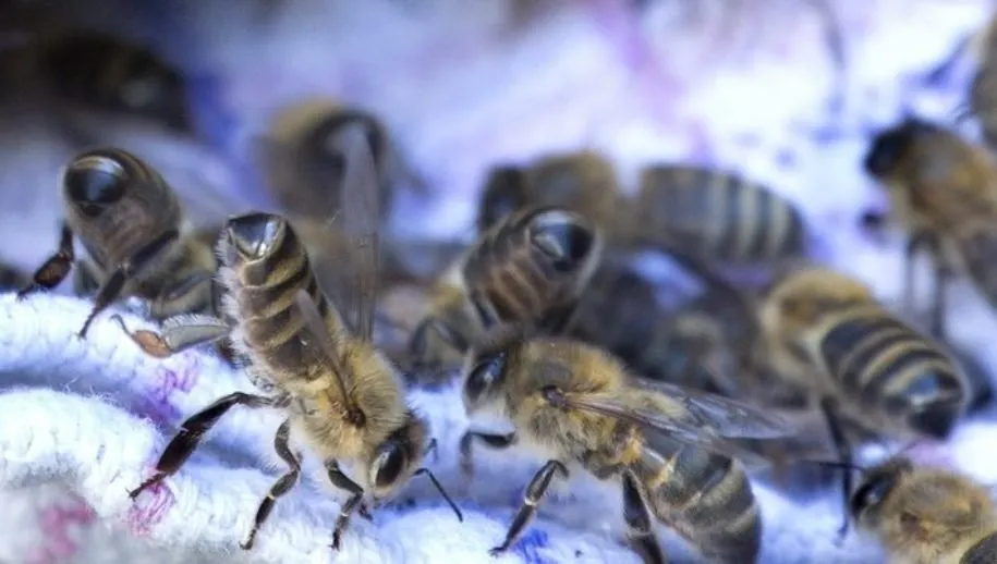 wim meijer fotografie 5i5a9940b 715x402 715x402 915x518