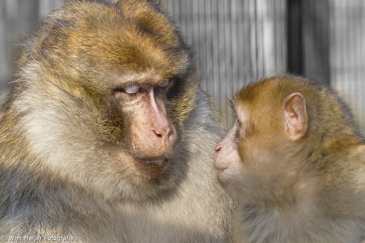 wim meijer fotografie apenliefde