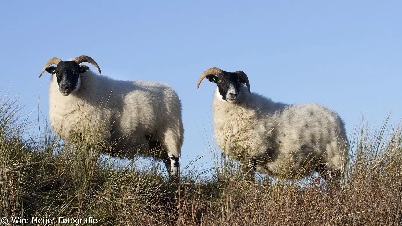 wim meijer fotografie img 7207 small