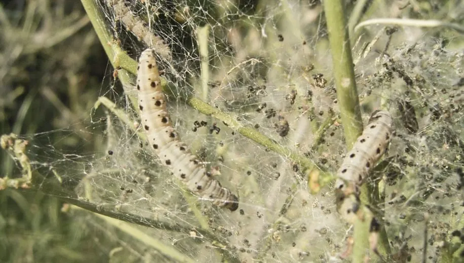 yponomeuta cagnagellus def 915x518