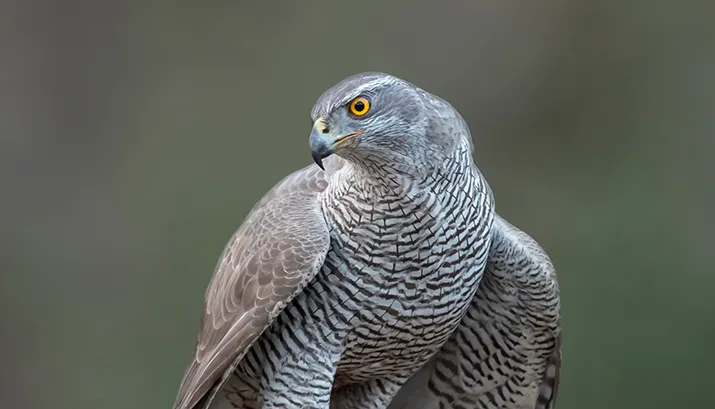 z2 2795 havik 15 2 2017 banner