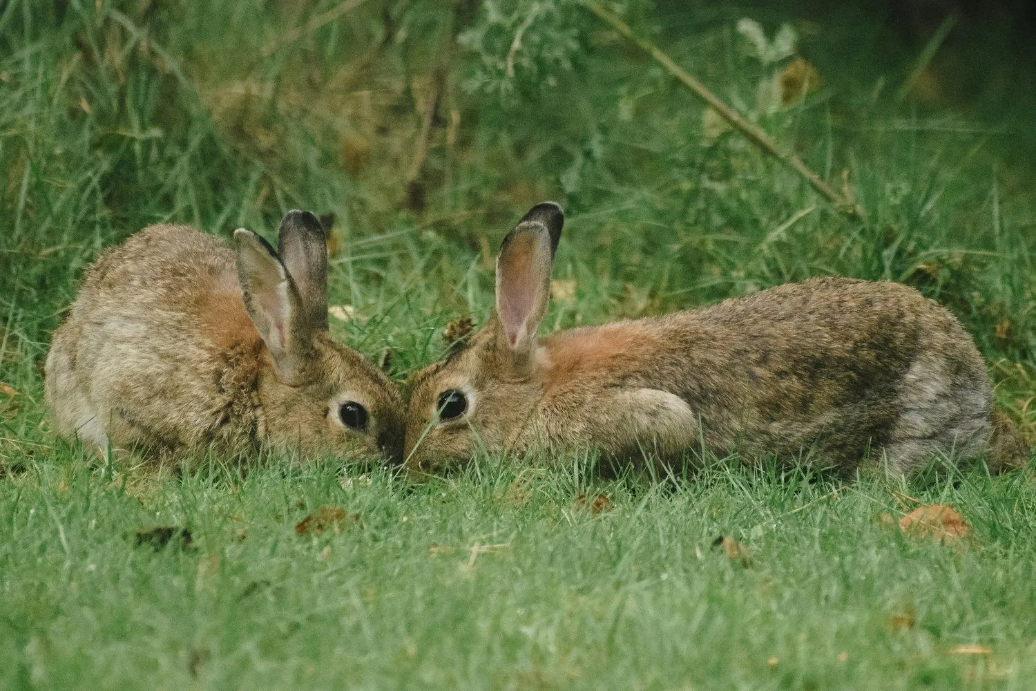 jisca lucia whqu2 uprrc unsplash cr