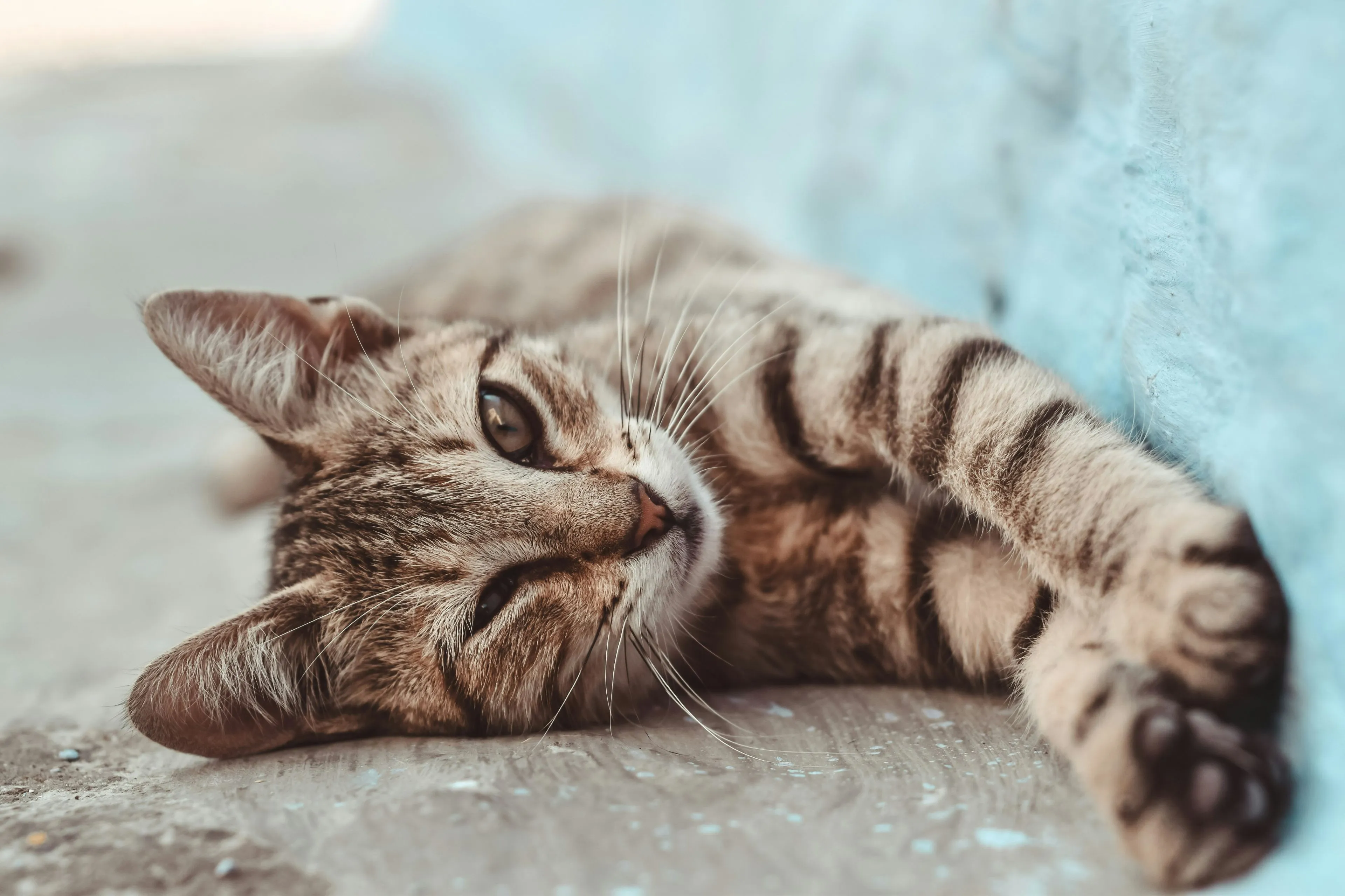 zakaria zayane 9awbsjlylr4 unsplash