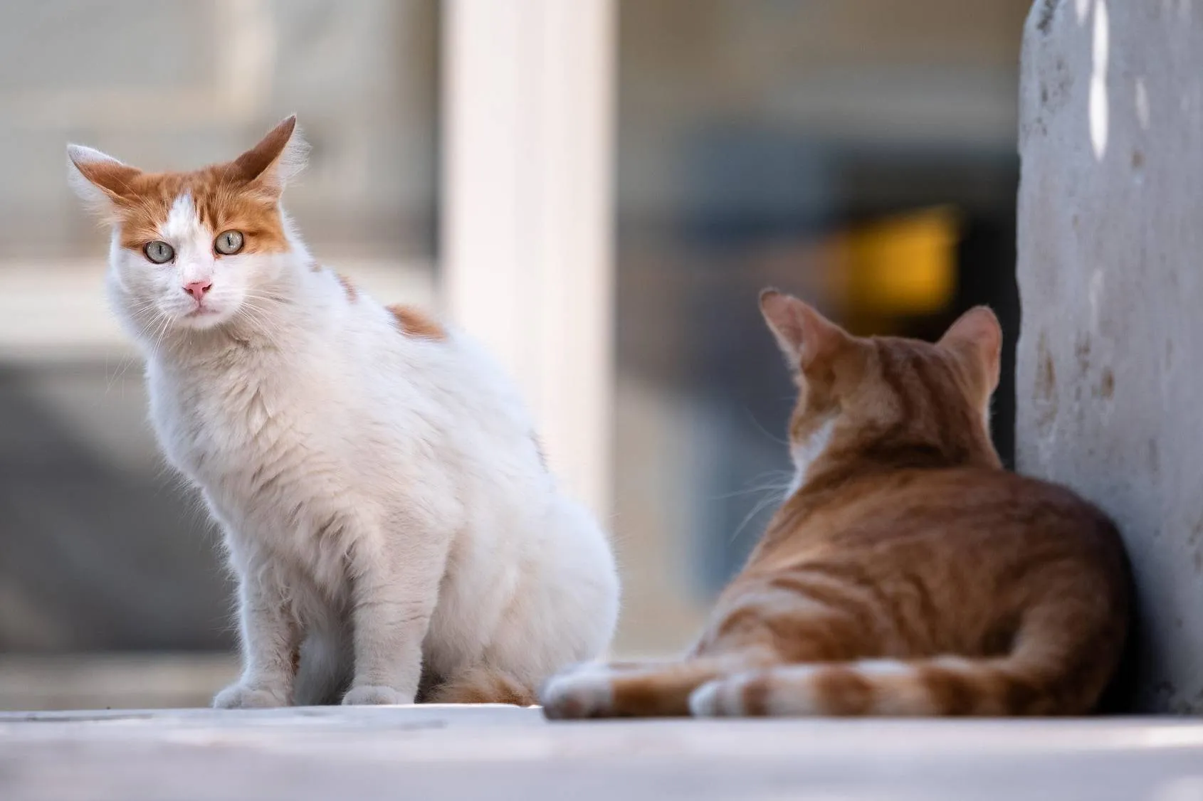 cats 5606202 1920 kopie