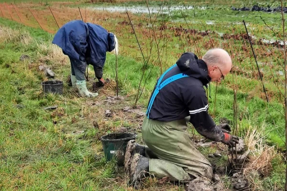 vierkant planten haag