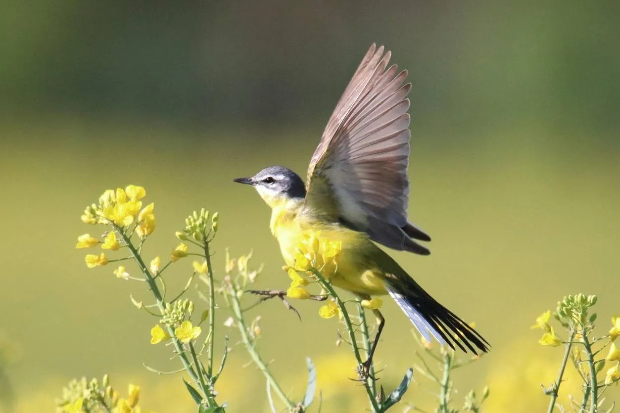 wagtail 7118221 1920