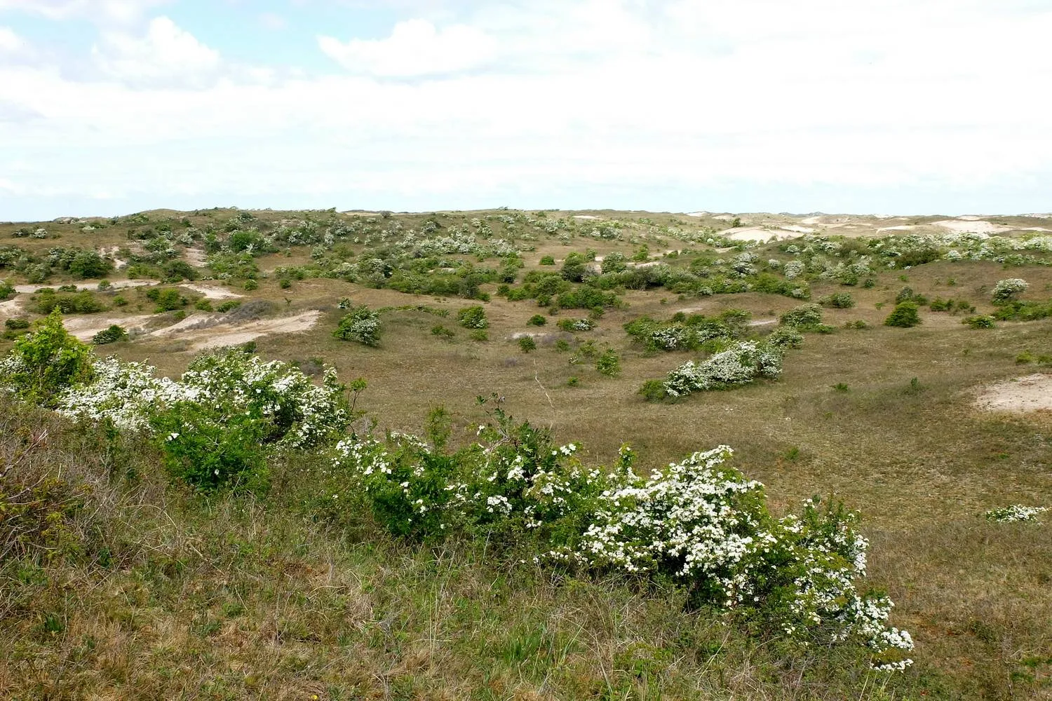 bloeiende meidoorns in de duinen bij egmond foto theo baas