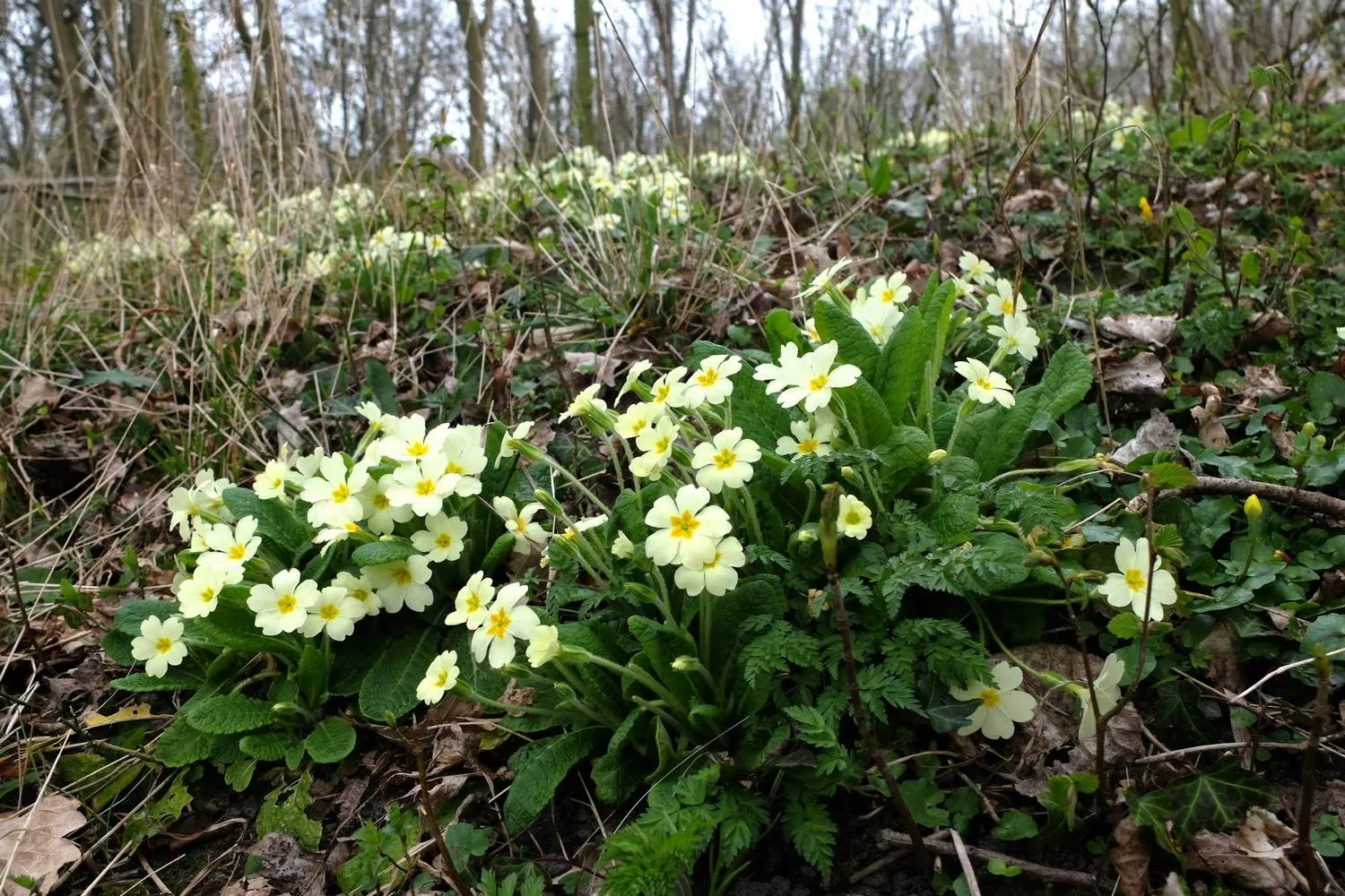 Stengelloze sleutelbloem