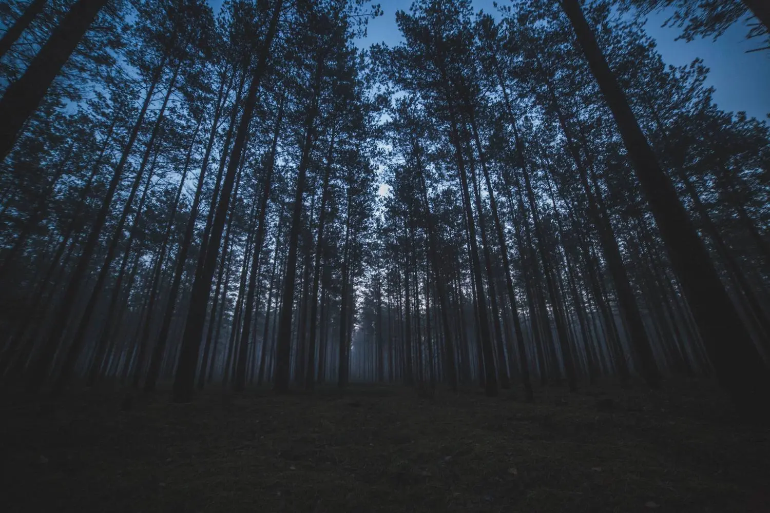 onexchoice-forest-7150274