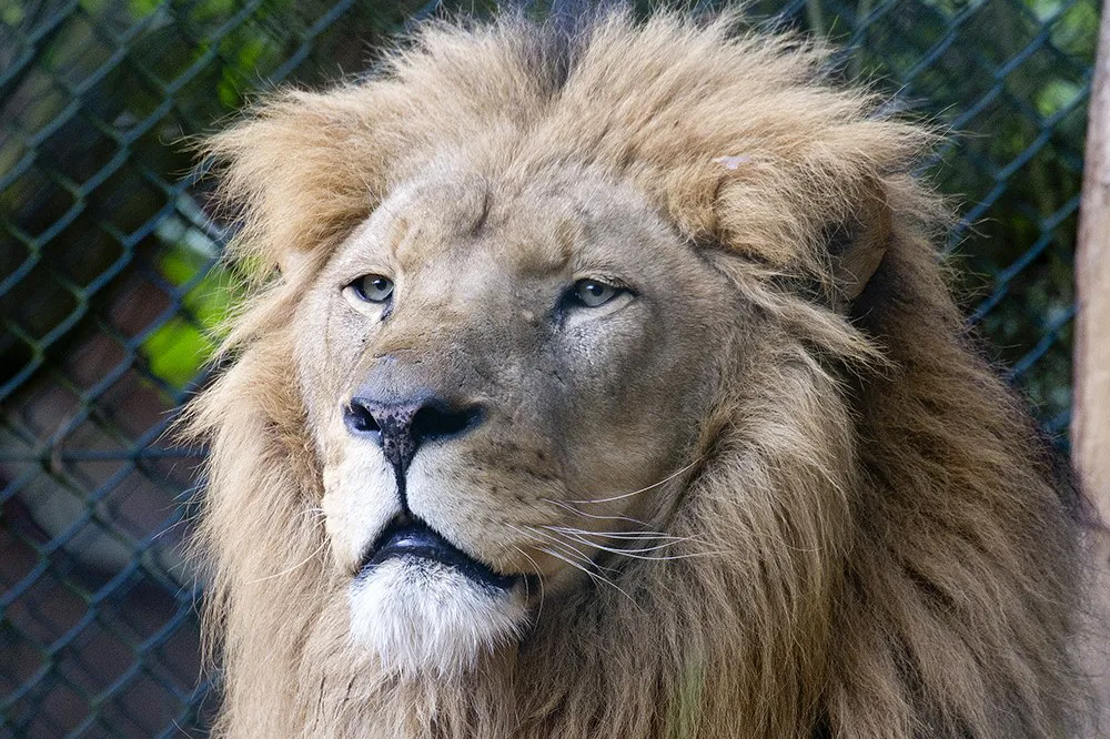 10498360 837864432892177 2442278596285568648 o leeuw