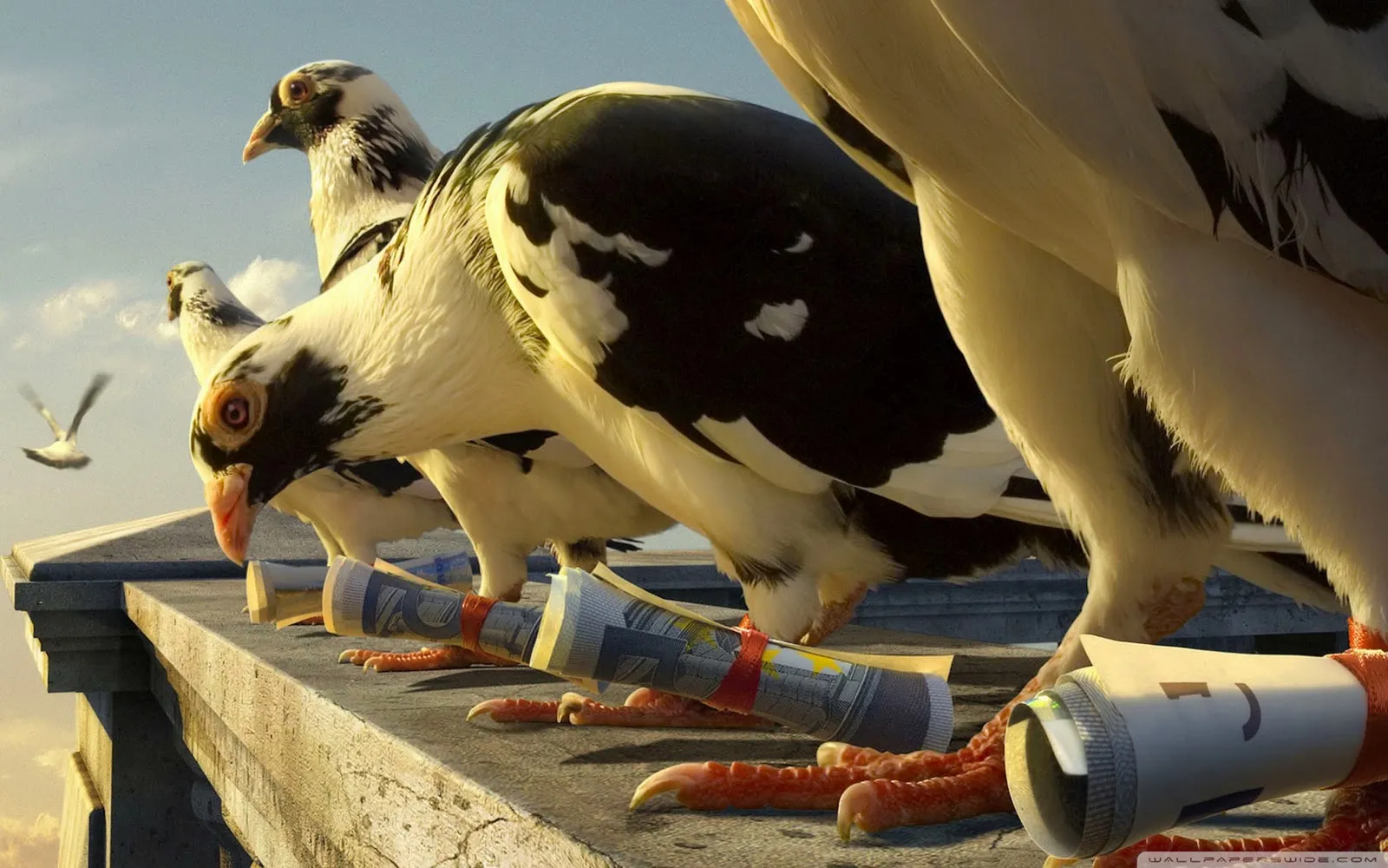 26 grappige achtergronden wallpapers roofvogels op het dak achtergrond