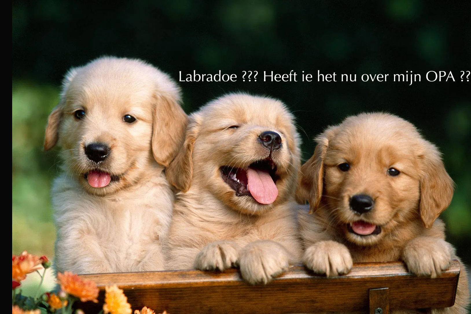 baby labrador retriever wide high resolution wallpaper download labrador photo free doggy best friend free 1600x1200