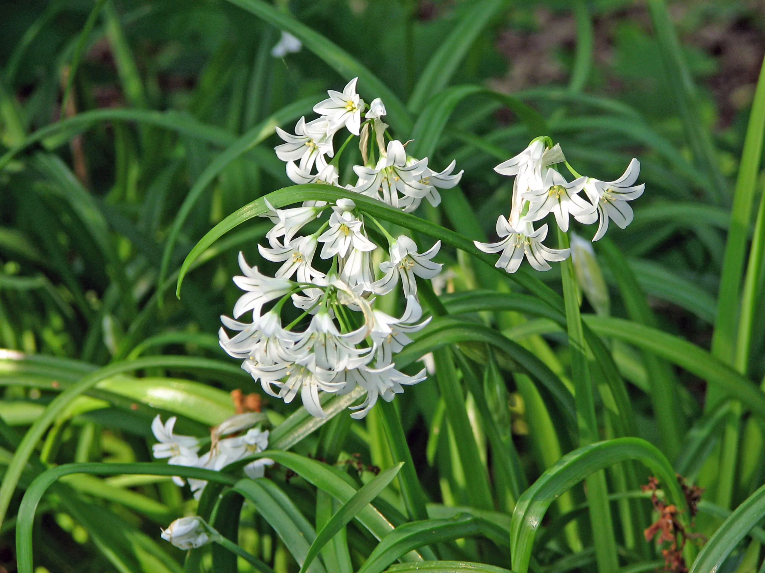 driekantig look scaled