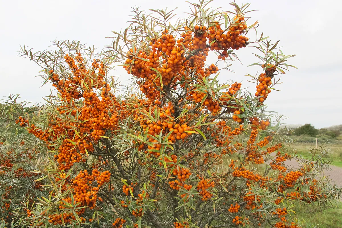 duindoorn 3 theo baas