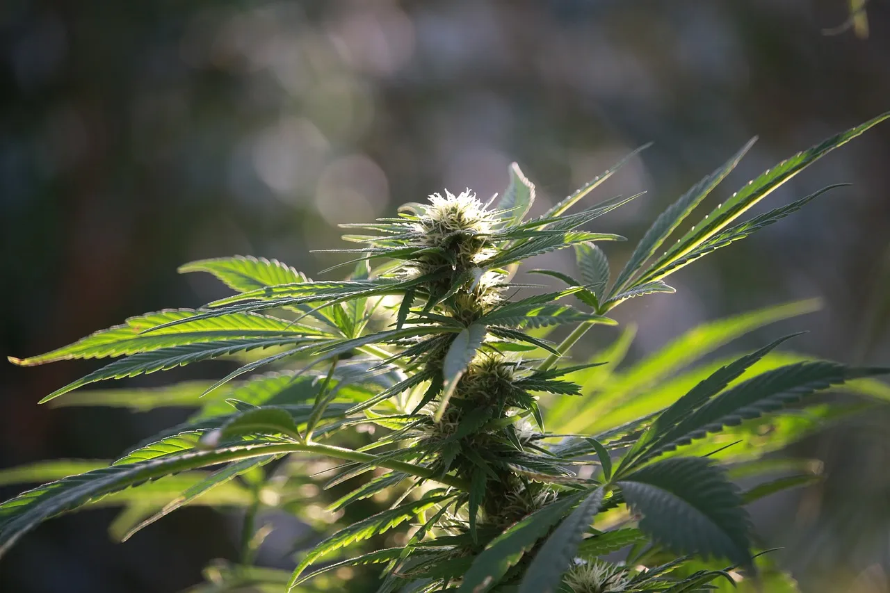 hemp 2945969 1280