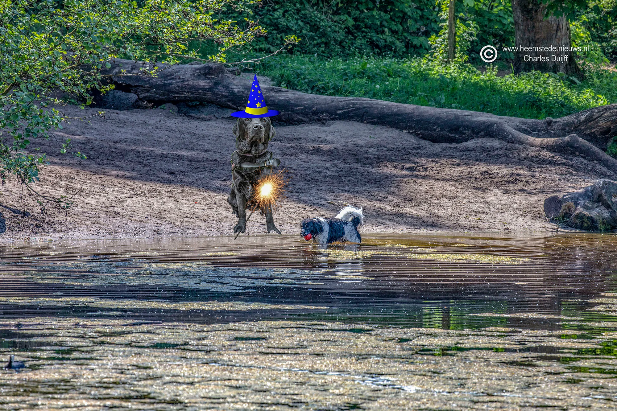 hond te water