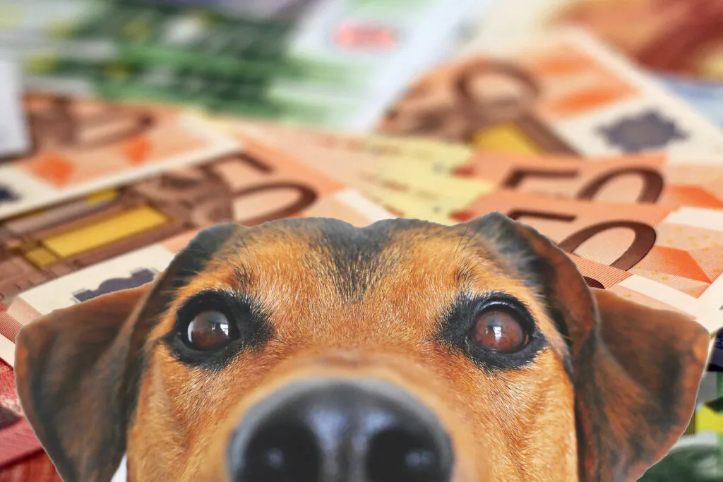 hondenbelasting pixabay