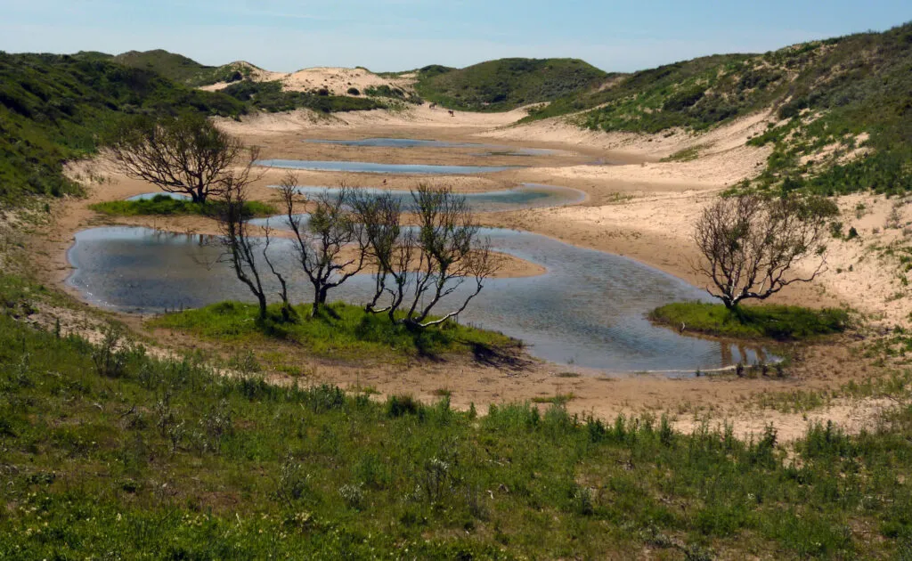 kennemerduinen door piet veel