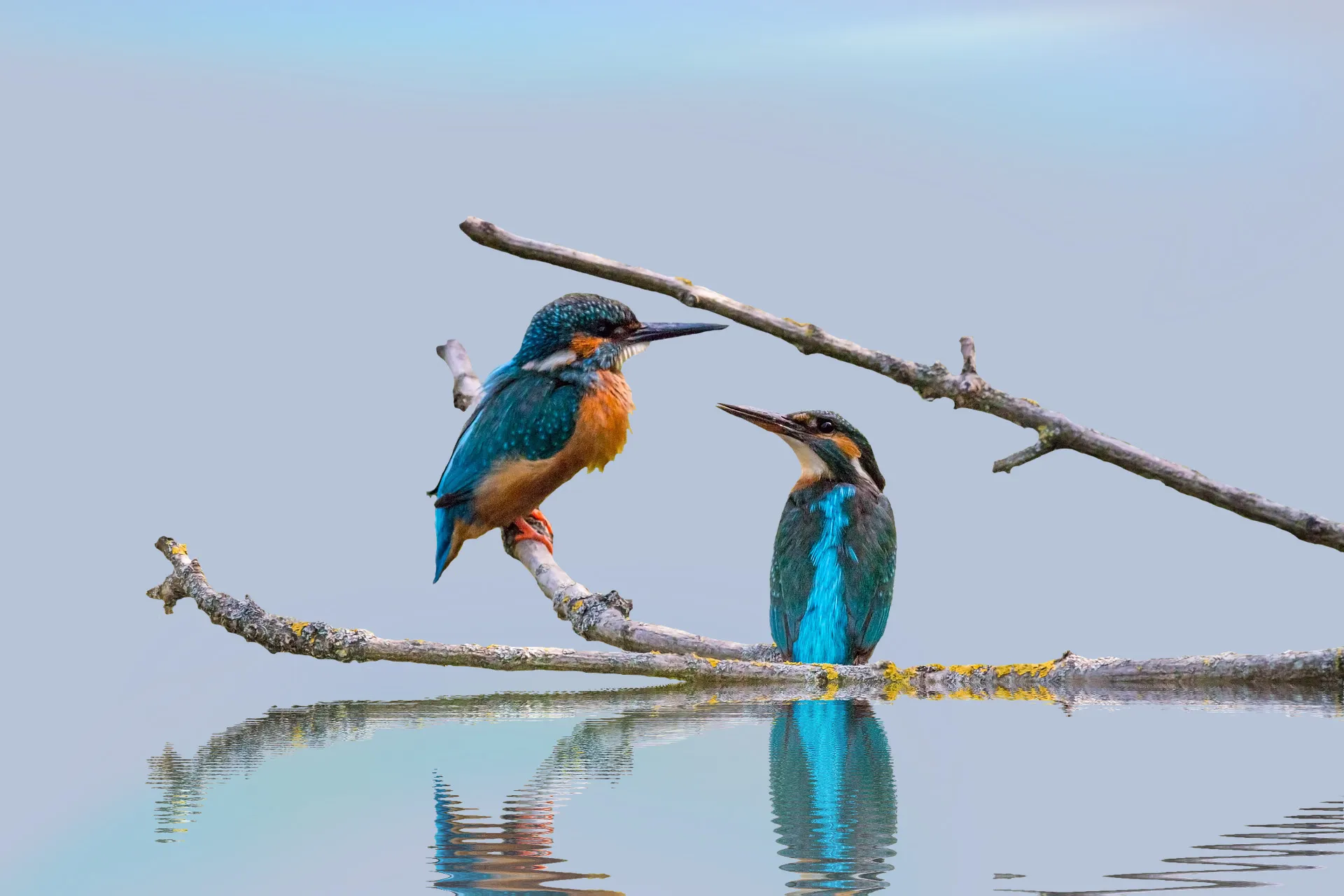 kingfisher ga851f2a85 1920