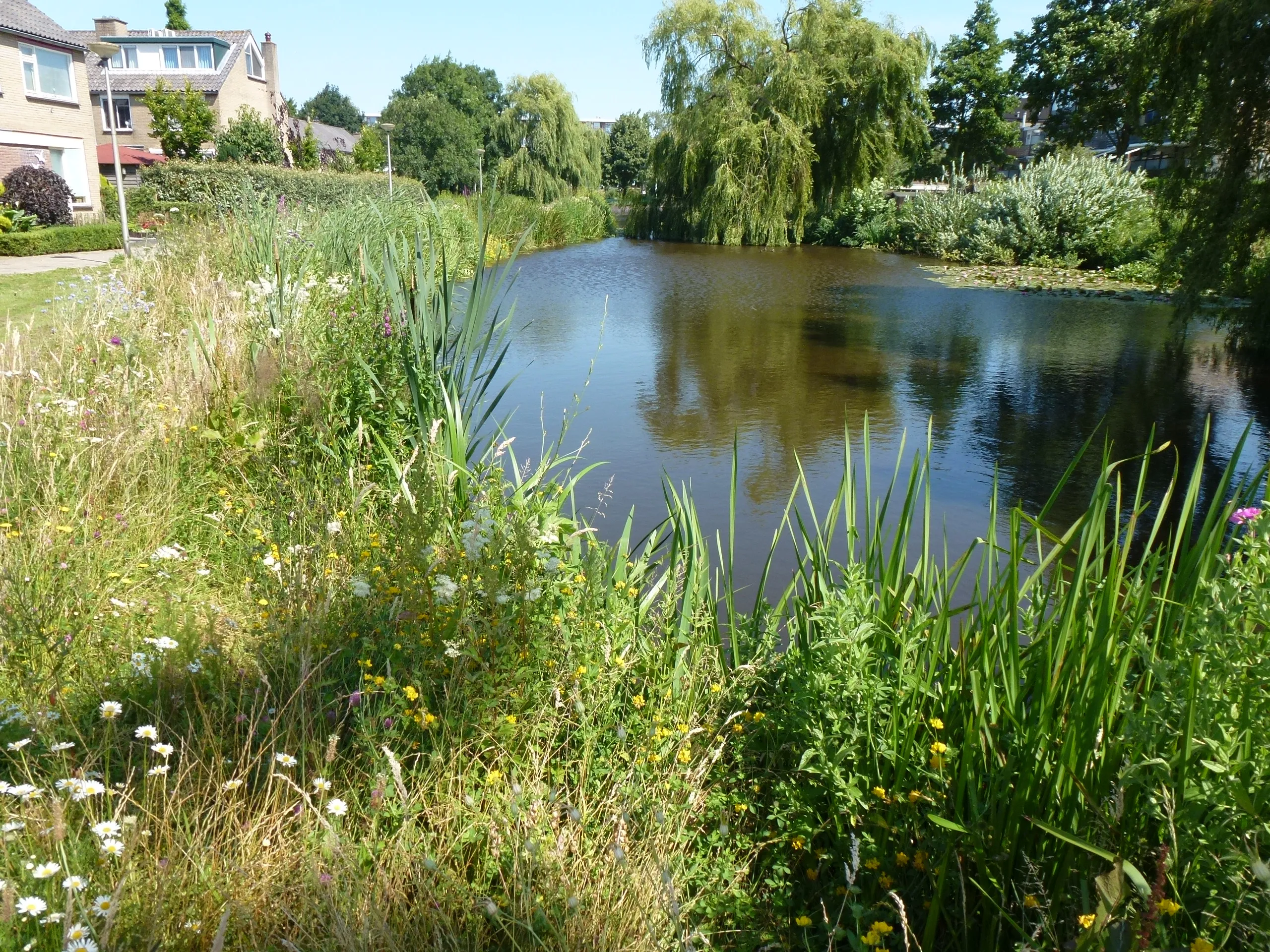 natuurvriendelijke oever in boskoop hoogheemraadschap rijnland aangeleverd