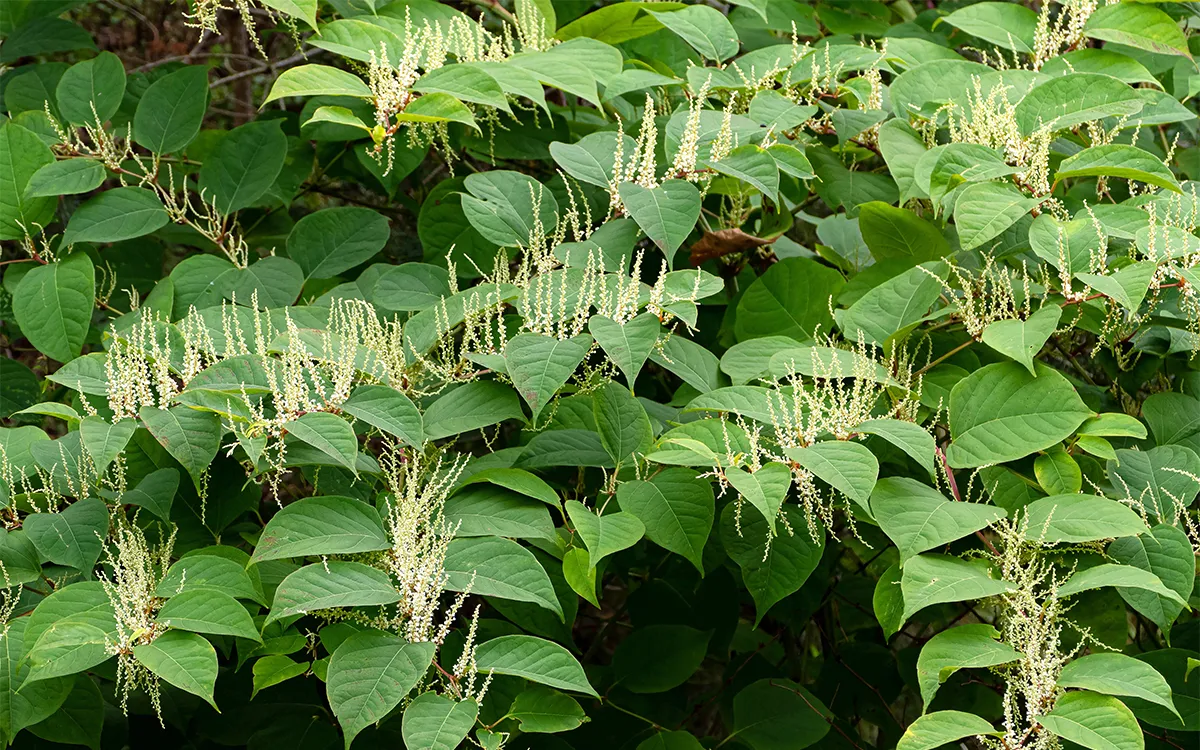 reynoutria japonica in brastad 1 wiki