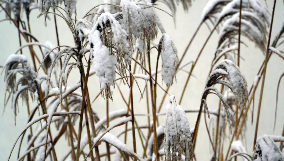 snow 5910951 1920 915x518 1