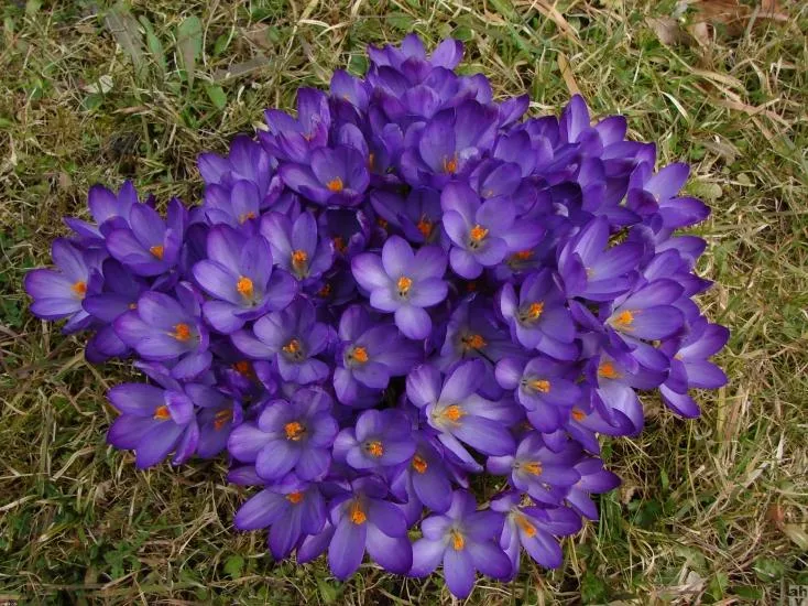 wilde krokus