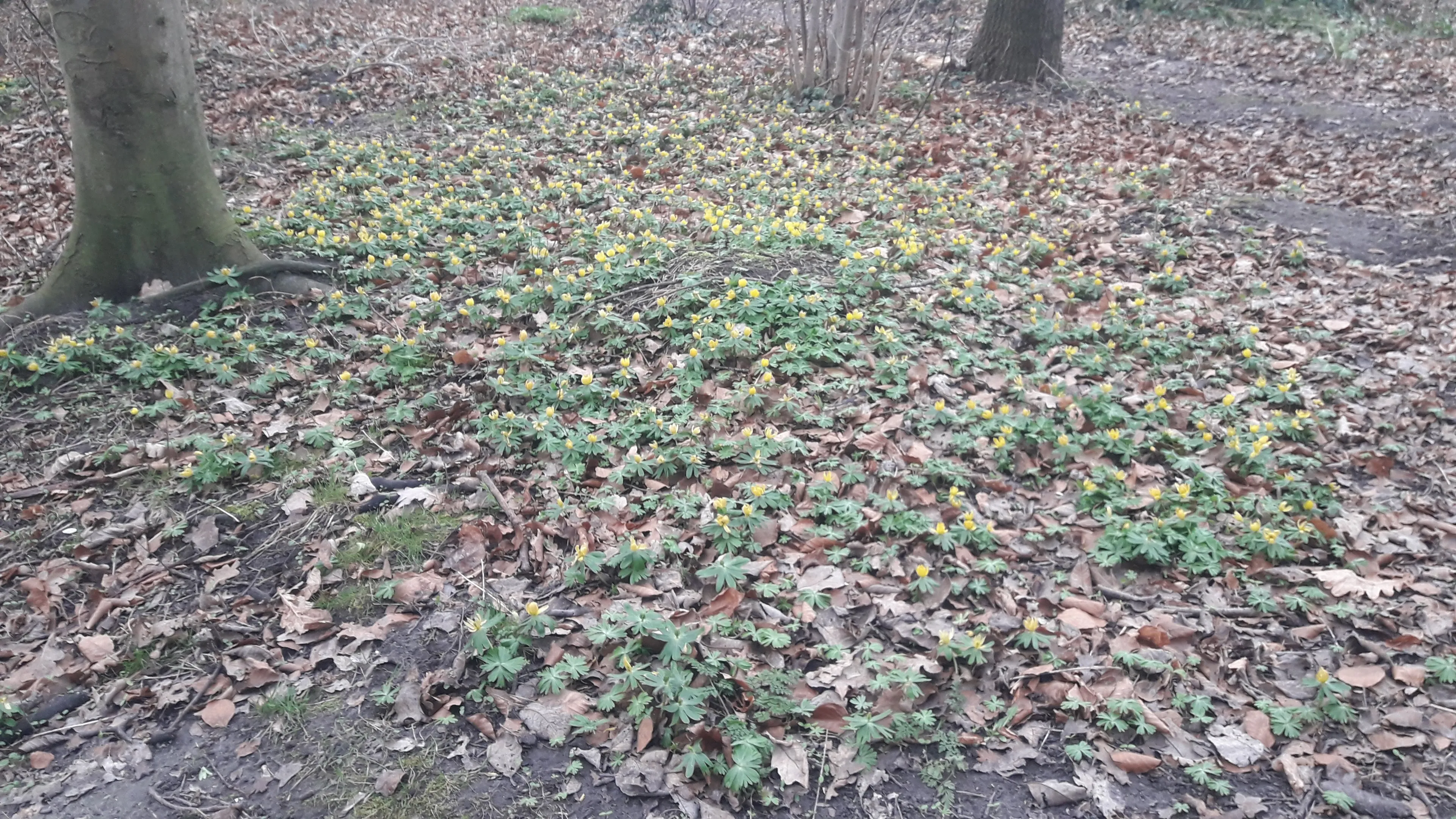 wk10 winterakonieten