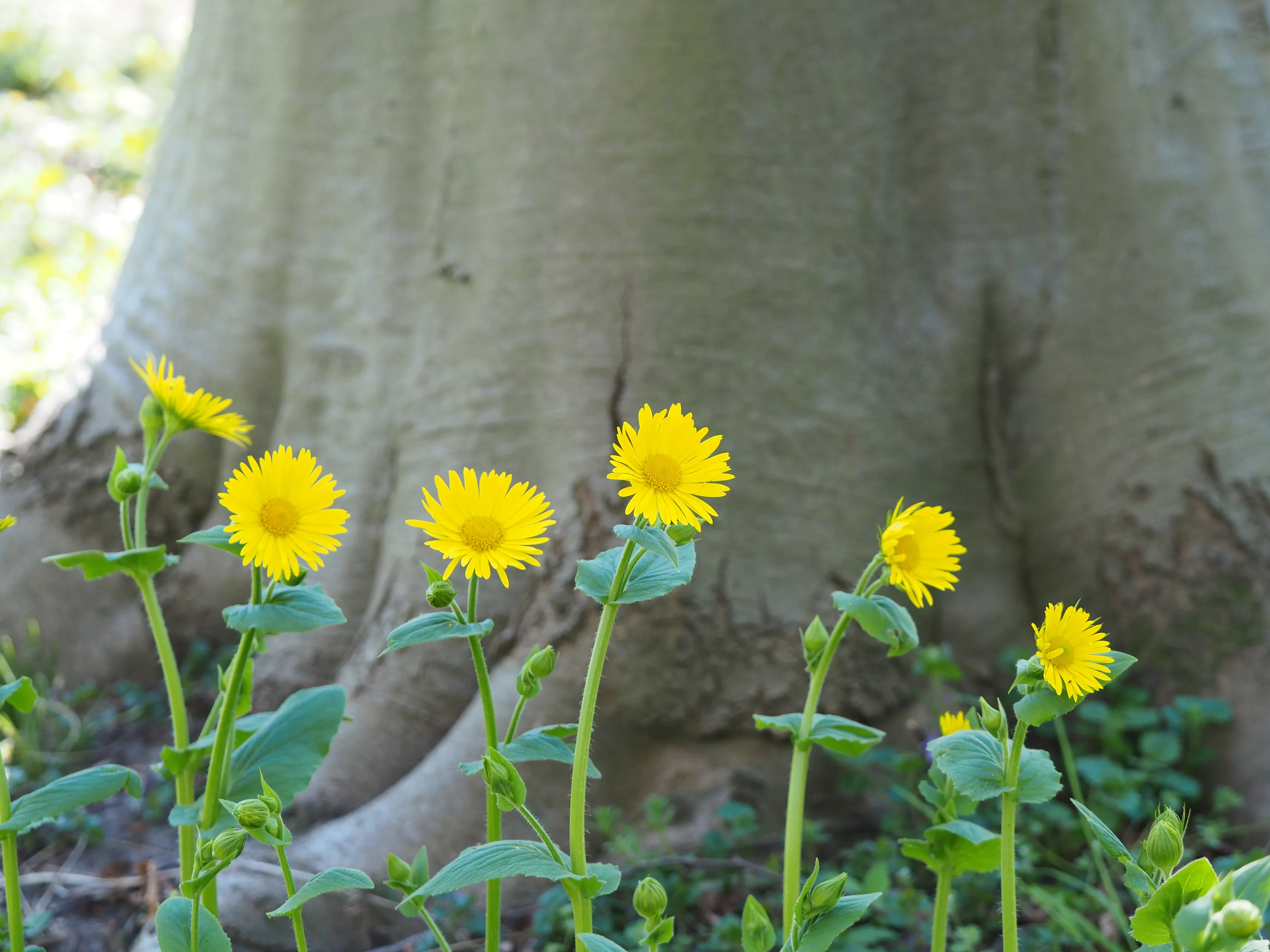 wk16hartbladvoorjaarszonnebloem