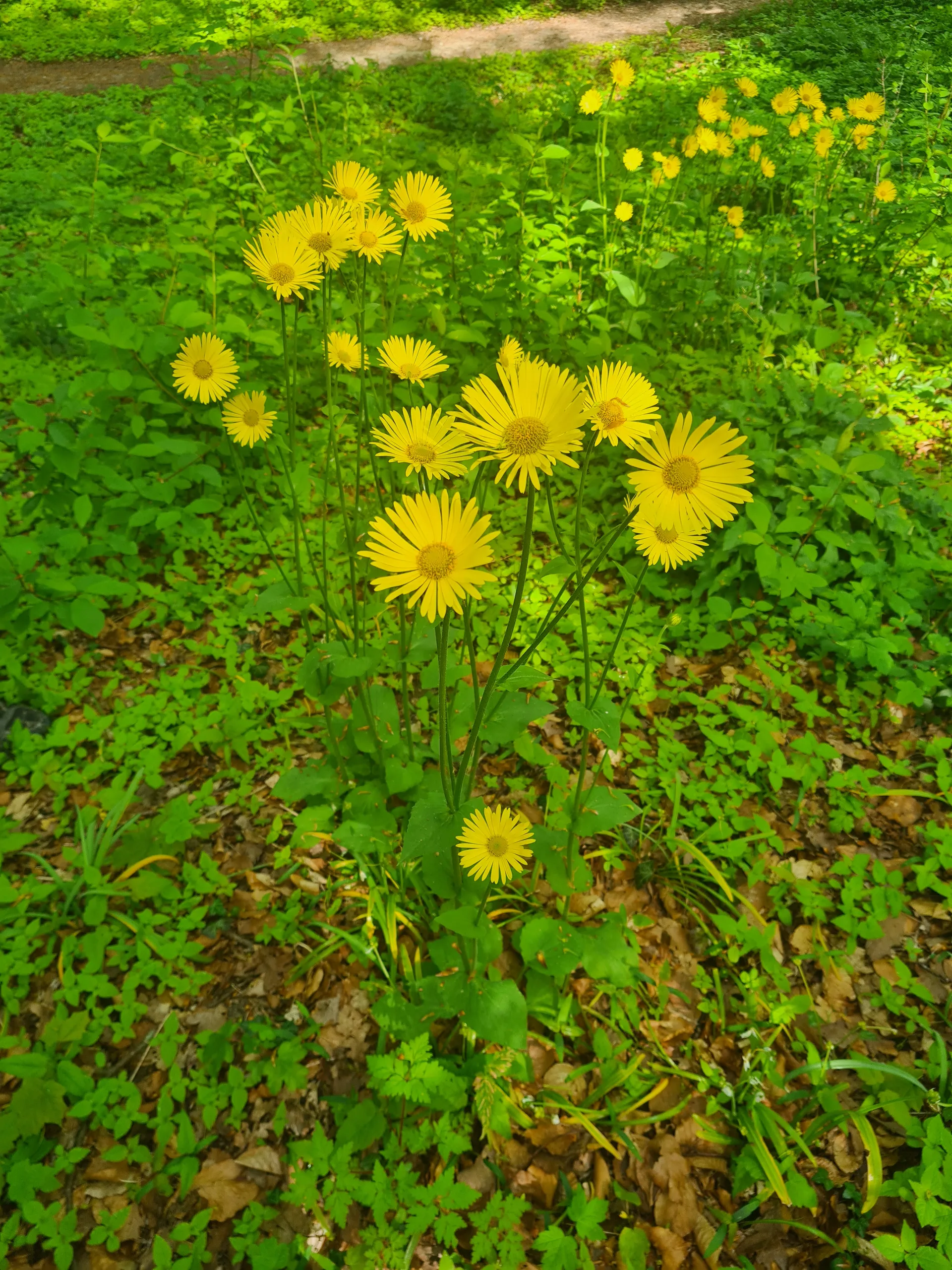 wk17weeg breevoorjaarszonnebloem