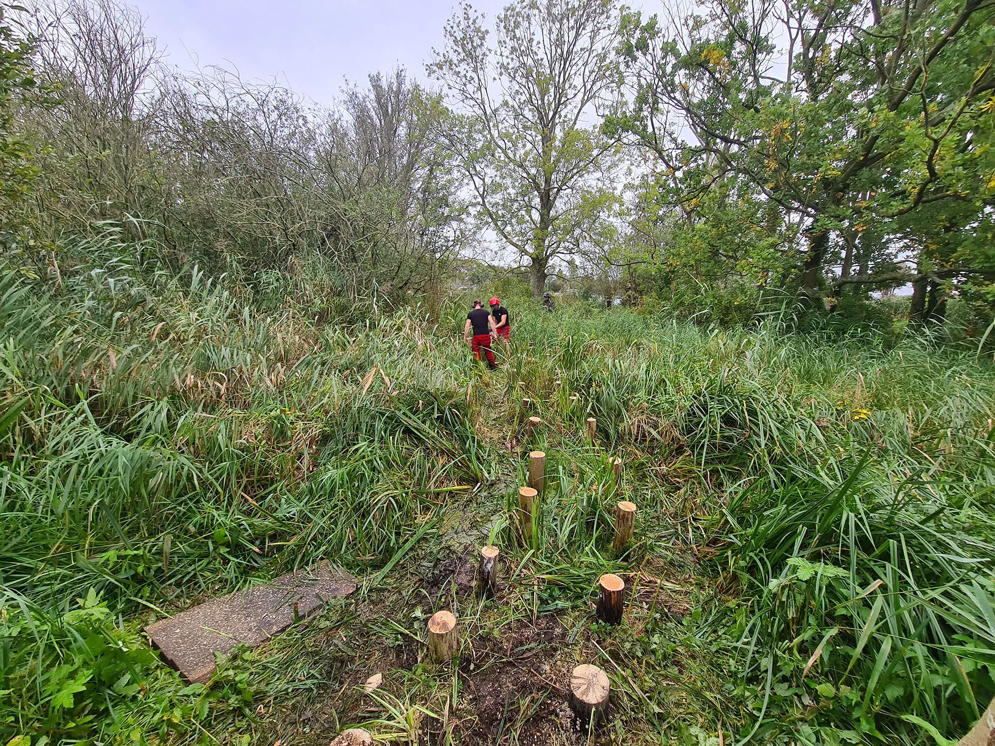 wk39 pad door moeras