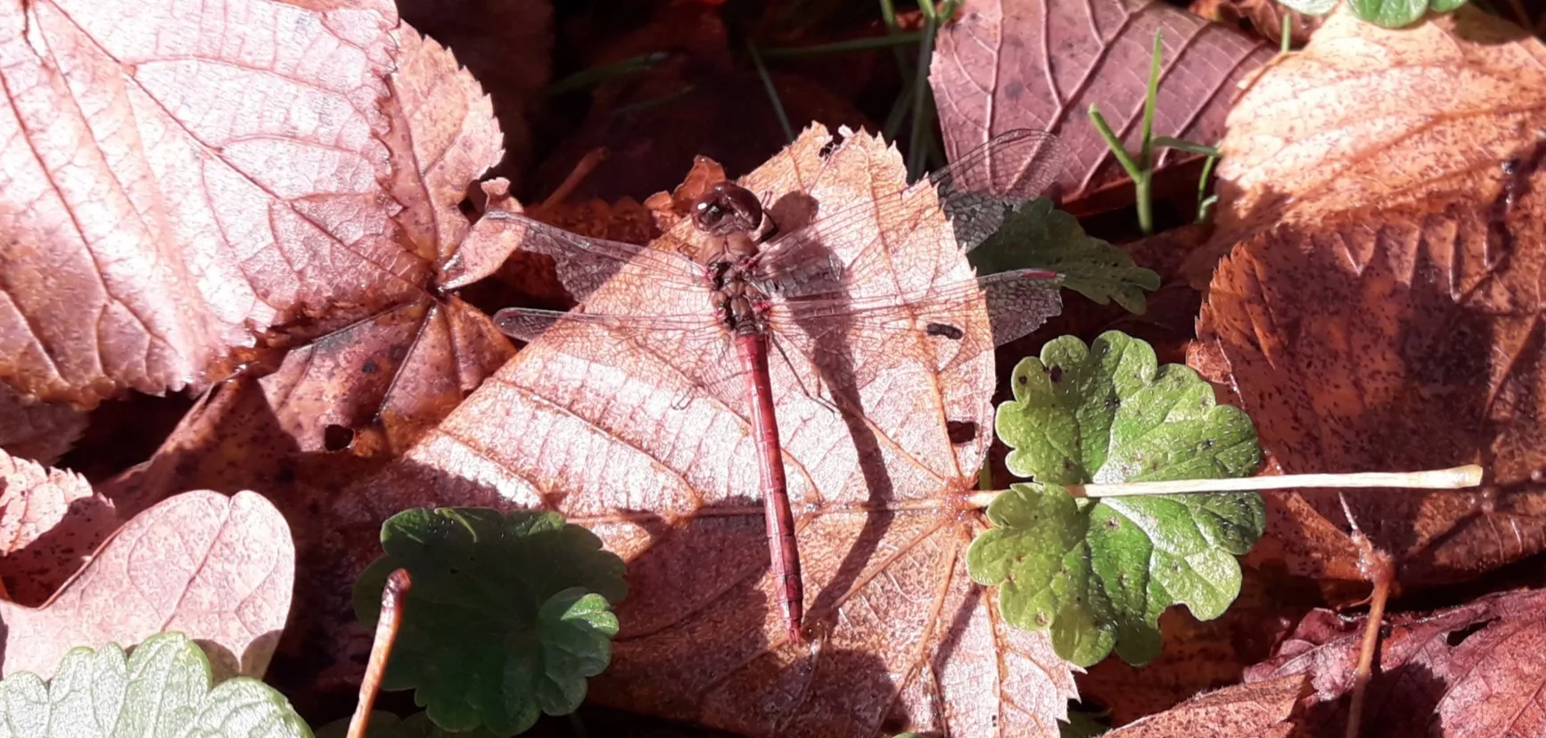 wk48bruinrodeheide libel