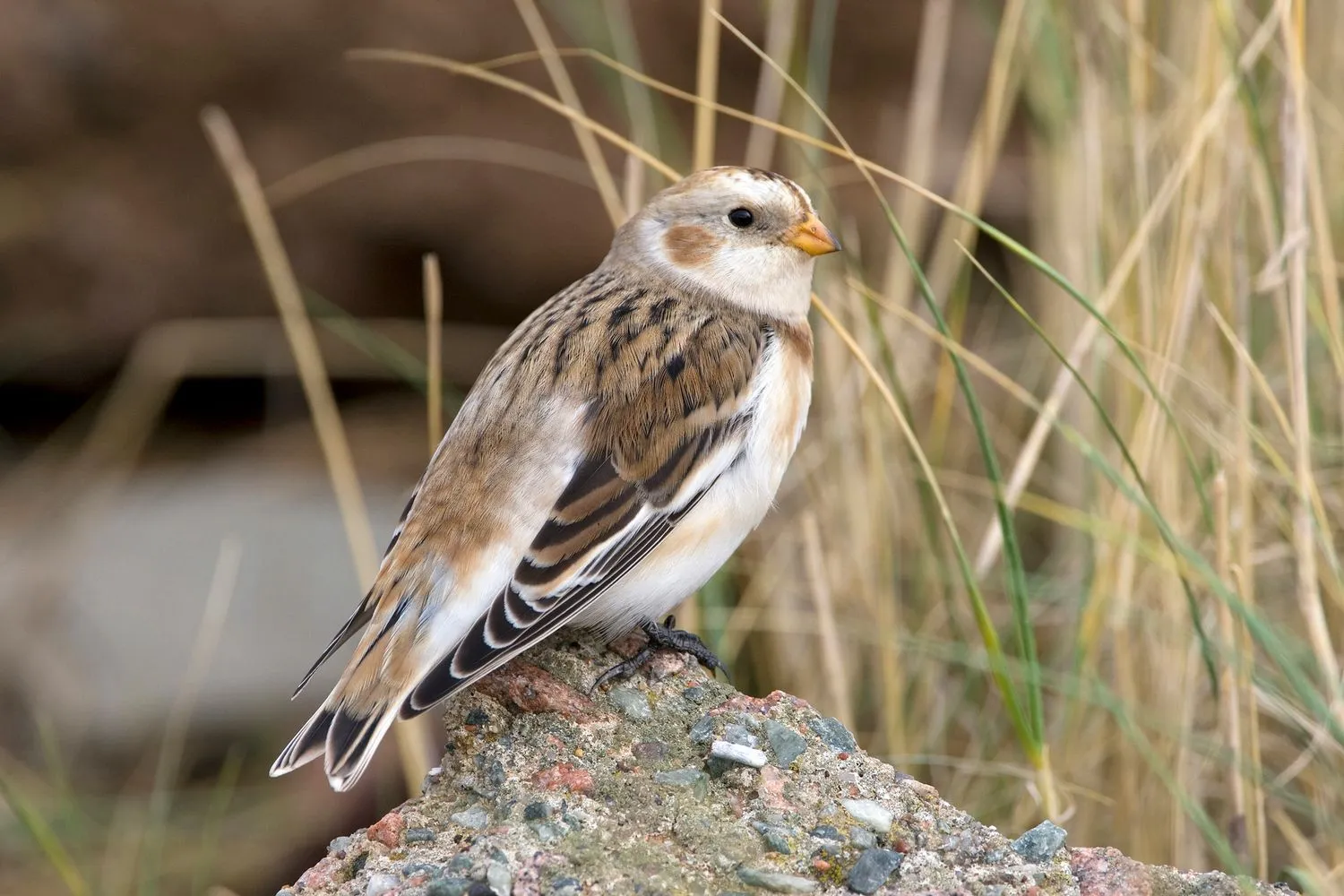 sneeuwgors rene van rossum